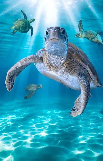 SL Turtle Deals Mobile 1200X600px Others