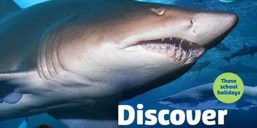 SLSC Sharklife Newsblock 450X442px