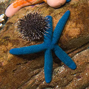 Blue Star fish at SEA LIFE Sunshine Coast