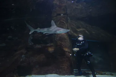 Bob The Sandbar Whaler Shark With Diver SEA LIFE Sunshine Coast