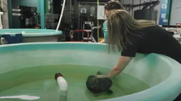 Turtle Hospital