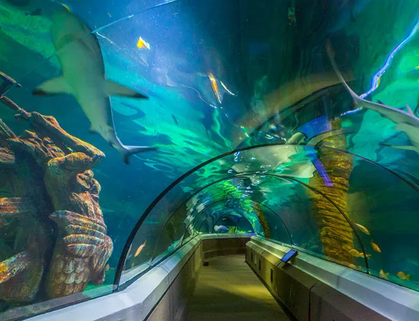 Oceanarium Sharks (1)