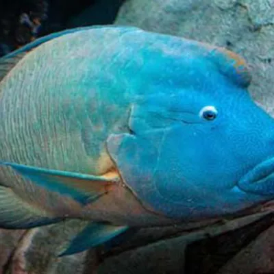 Napoleon Wrasse
