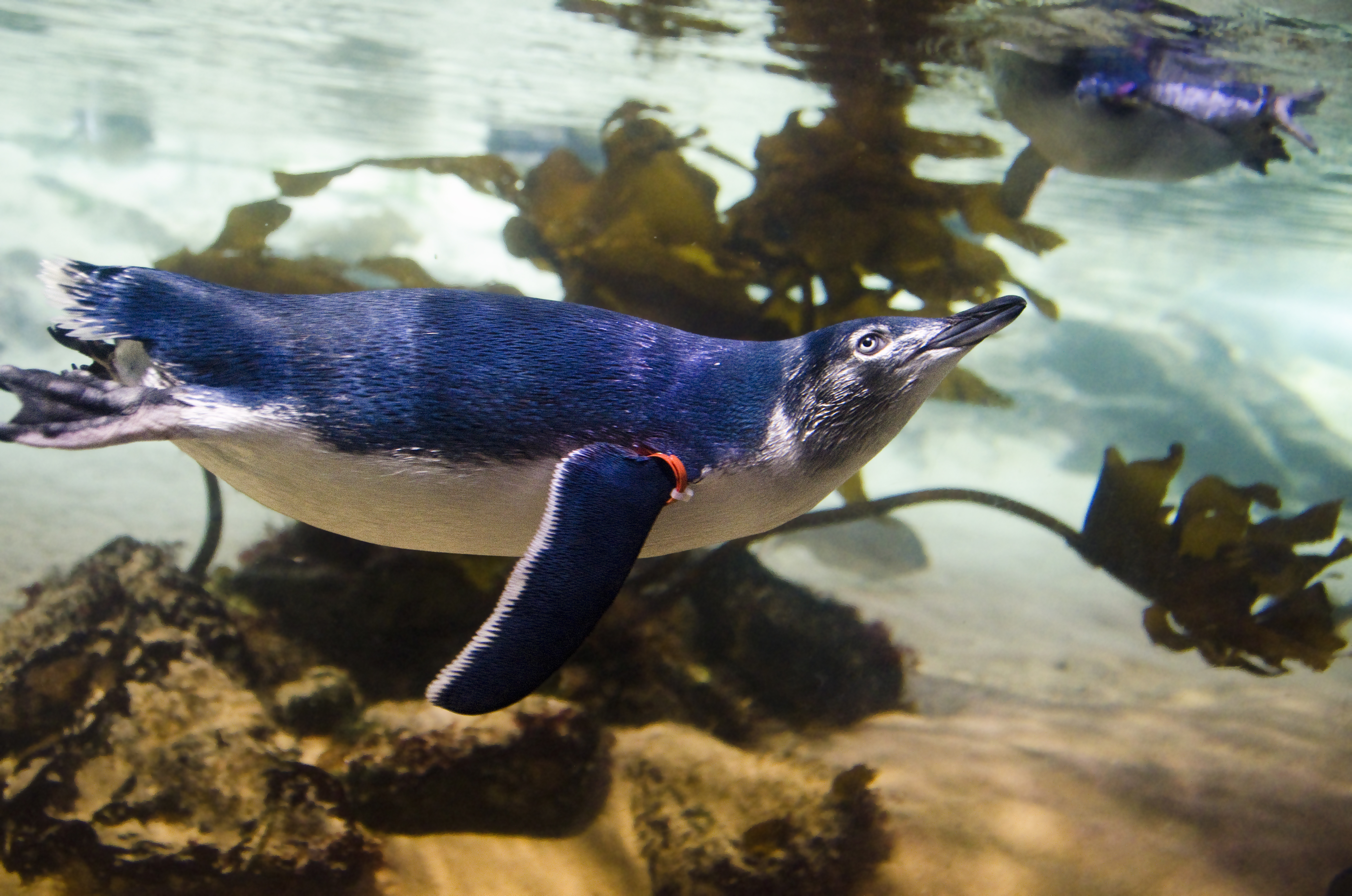Little Blue Penguin Facts - SEA LIFE Sunshine Coast