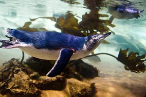 Little Blue Penguin Facts - SEA LIFE Sunshine Coast