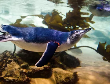 Little Blue Penguin