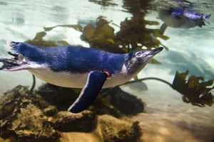 Little Blue Penguin Facts - SEA LIFE Sunshine Coast