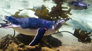 Little Blue Penguin Facts - SEA LIFE Sunshine Coast