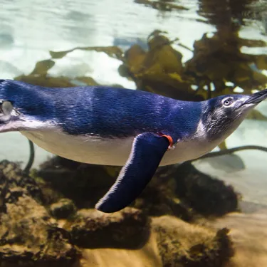 Little Blue Penguin Facts - SEA LIFE Sunshine Coast
