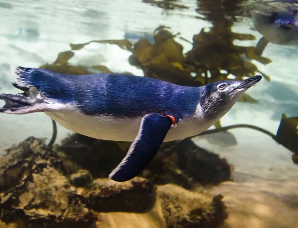 Little Blue Penguin Facts - SEA LIFE Sunshine Coast