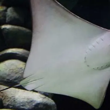 Cownose Ray at SEA LIFE Sunshine Coast