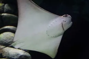 Cownose Ray at SEA LIFE Sunshine Coast