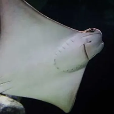 Cownose Ray at SEA LIFE Sunshine Coast