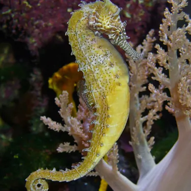 Hippocampus Barbouri 01