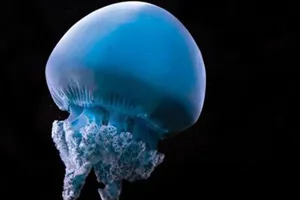 Blue Blubber Jellyfish at SEA LIFE Sunshine Coast Aquarium