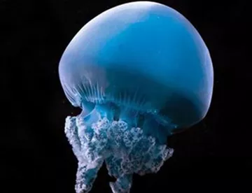 Blue Blubber Jellyfish at SEA LIFE Sunshine Coast Aquarium