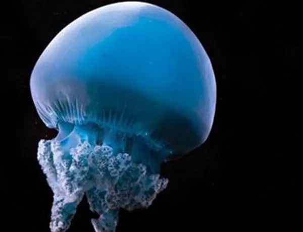 Blue Blubber Jellyfish at SEA LIFE Sunshine Coast Aquarium