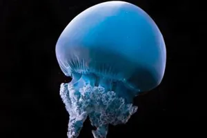 Blue Blubber Jellyfish at SEA LIFE Sunshine Coast Aquarium