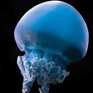 Blue Blubber Jellyfish at SEA LIFE Sunshine Coast Aquarium