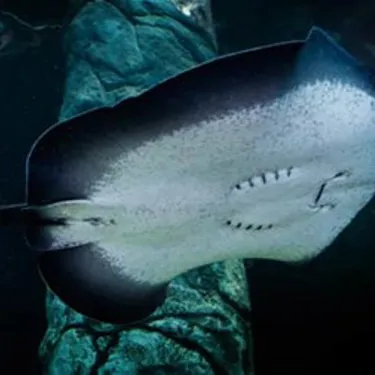 Smooth Stingray