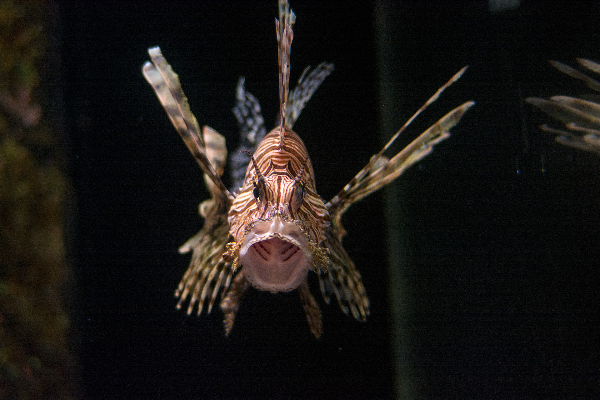 Coastal Wreck Lionfish (1)