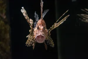 Coastal Wreck Lionfish at SEA LIFE Sunshine Coast