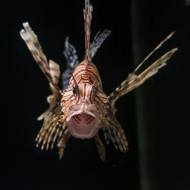 Coastal Wreck Lionfish at SEA LIFE Sunshine Coast