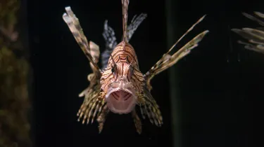 Coastal Wreck Lionfish at SEA LIFE Sunshine Coast