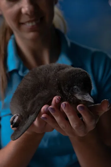Penguin