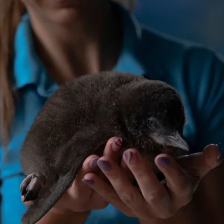Penguin