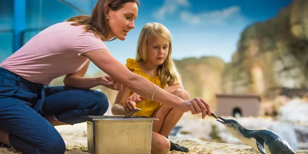 Admission Penguin Encounter