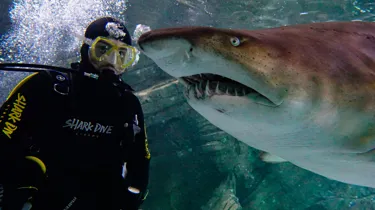 Shark Dive Xtreme 3 (1)