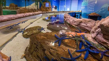 Tidal Touchpool