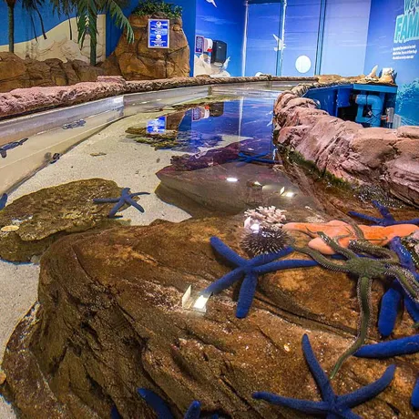 Tidal Touchpool