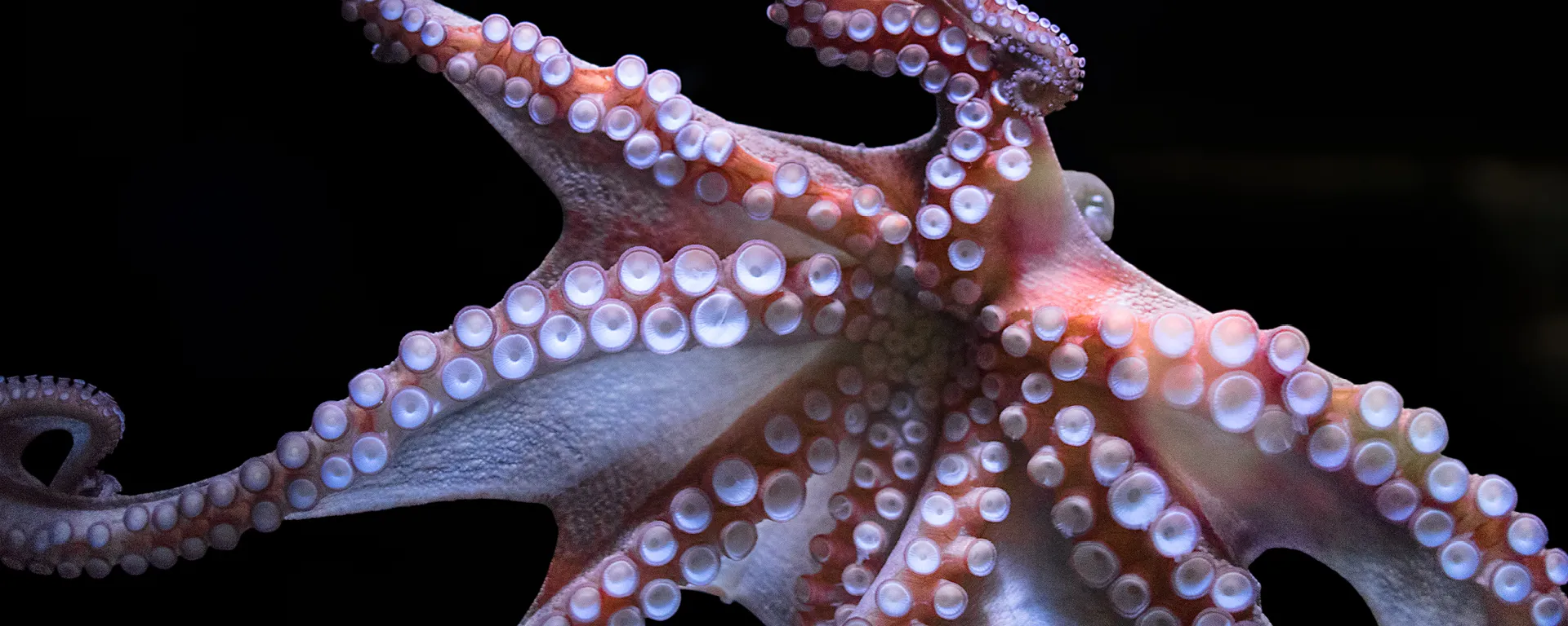 Octopus