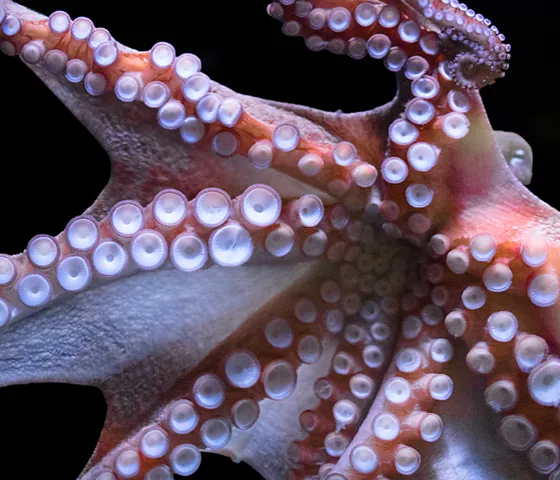 Octopus