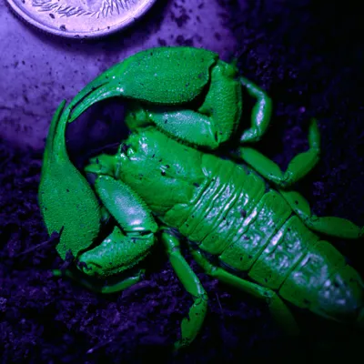 WLS Scorpion Close Up