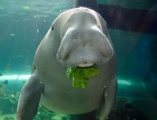 Pig The Dugong At SEA LIFE Sydney Aquarium