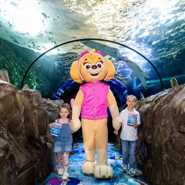 PAWPATROL WLSZ SL 93