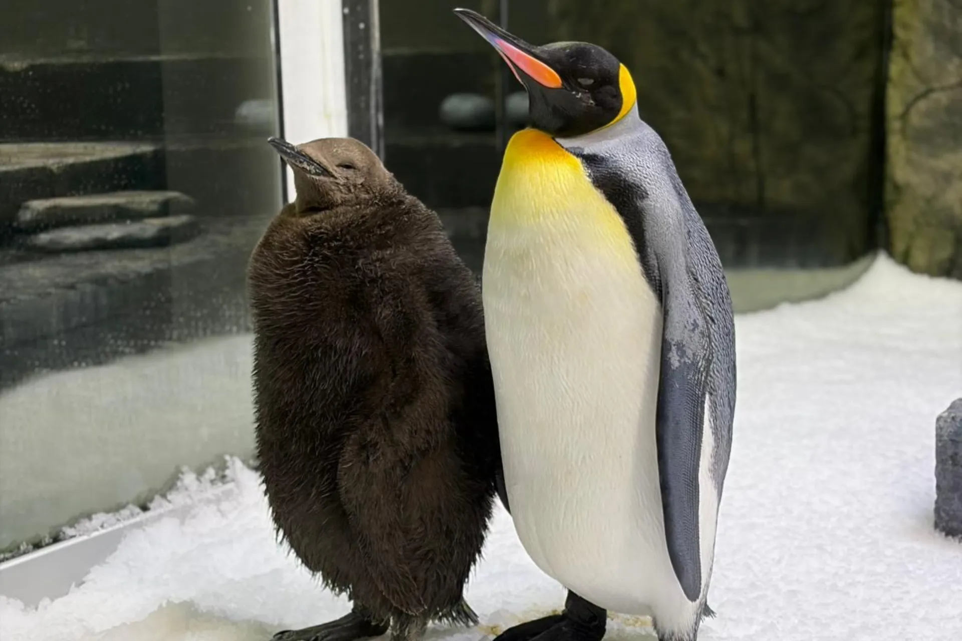 SLSA Blog Images Penguin Chick Penguin Chick Growing Quickly