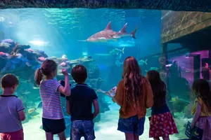 Kids Observe Sawfish At SEA LIFE Sydney Aquarium