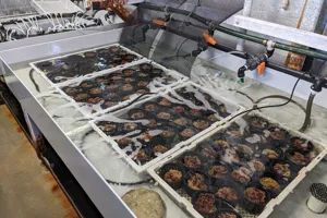 Soft Coral Setup In Aquaria