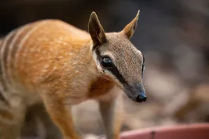 WLS Numbat 9867Benholgate