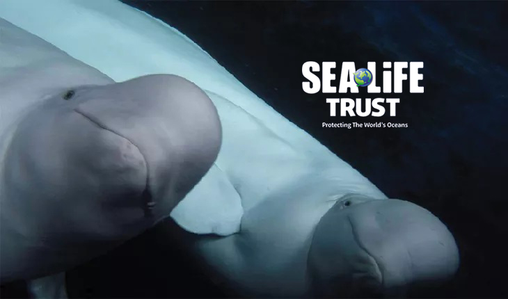 SEA LIFE Trust | Beluga Whales