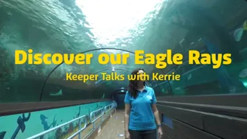 Eagle Ray Talk