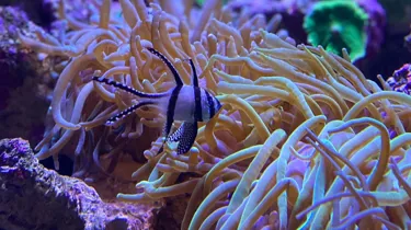Cardinalfish