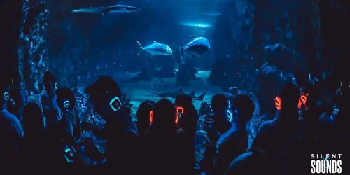 Disco Reef 5
