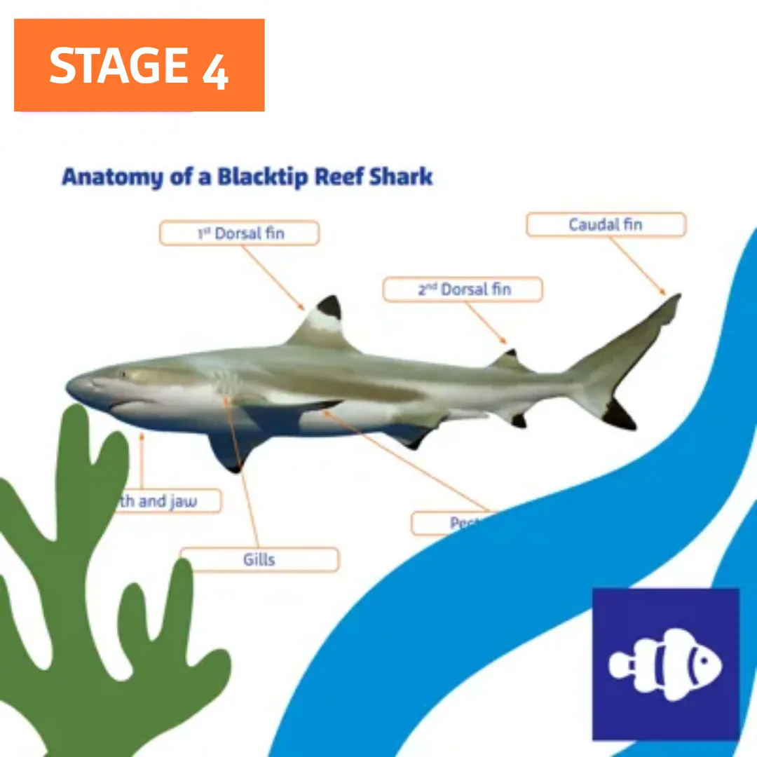 S4 Evolution Of Sharks