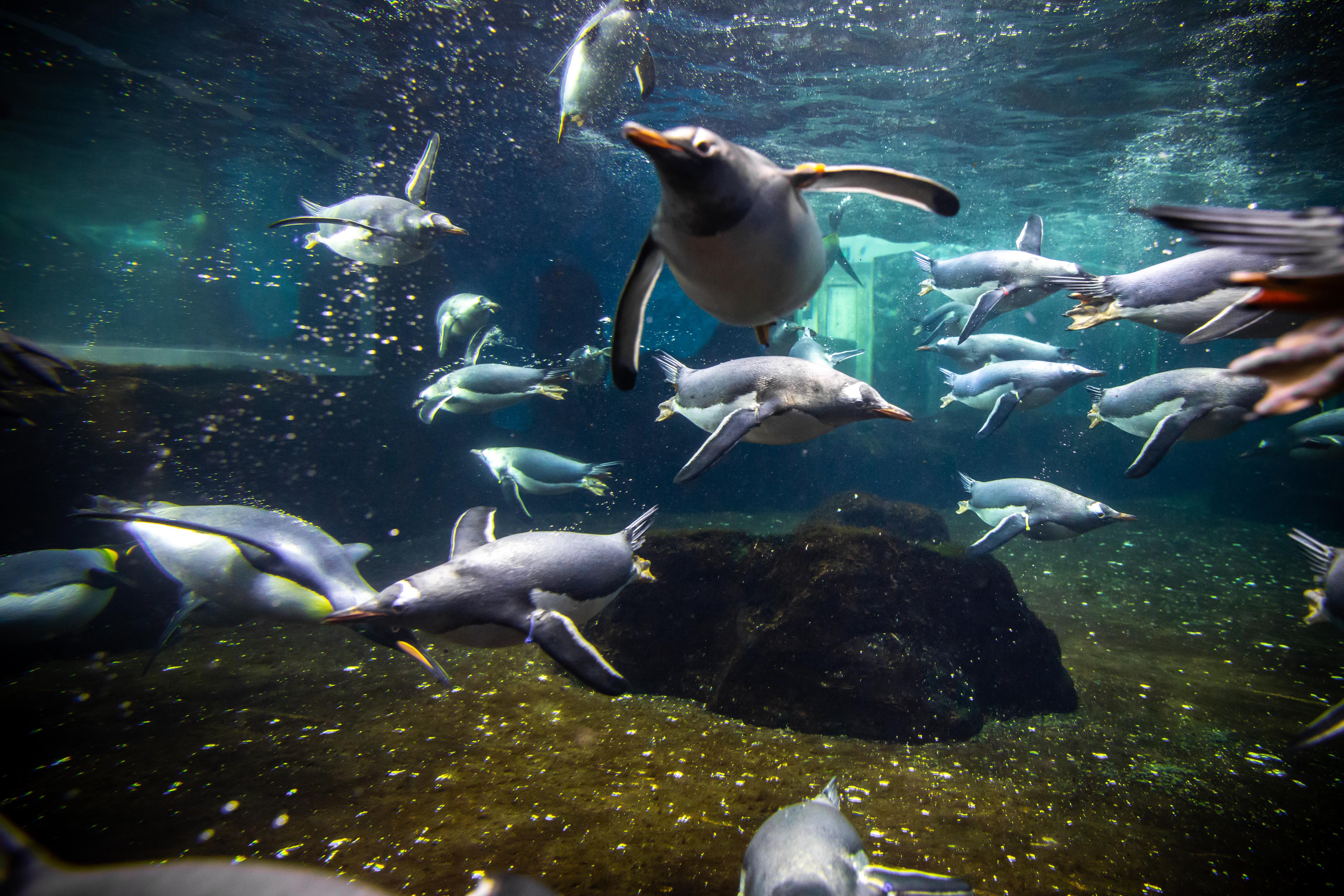 5 Fun & Interesting Facts About Penguins | SEA LIFE Sydney