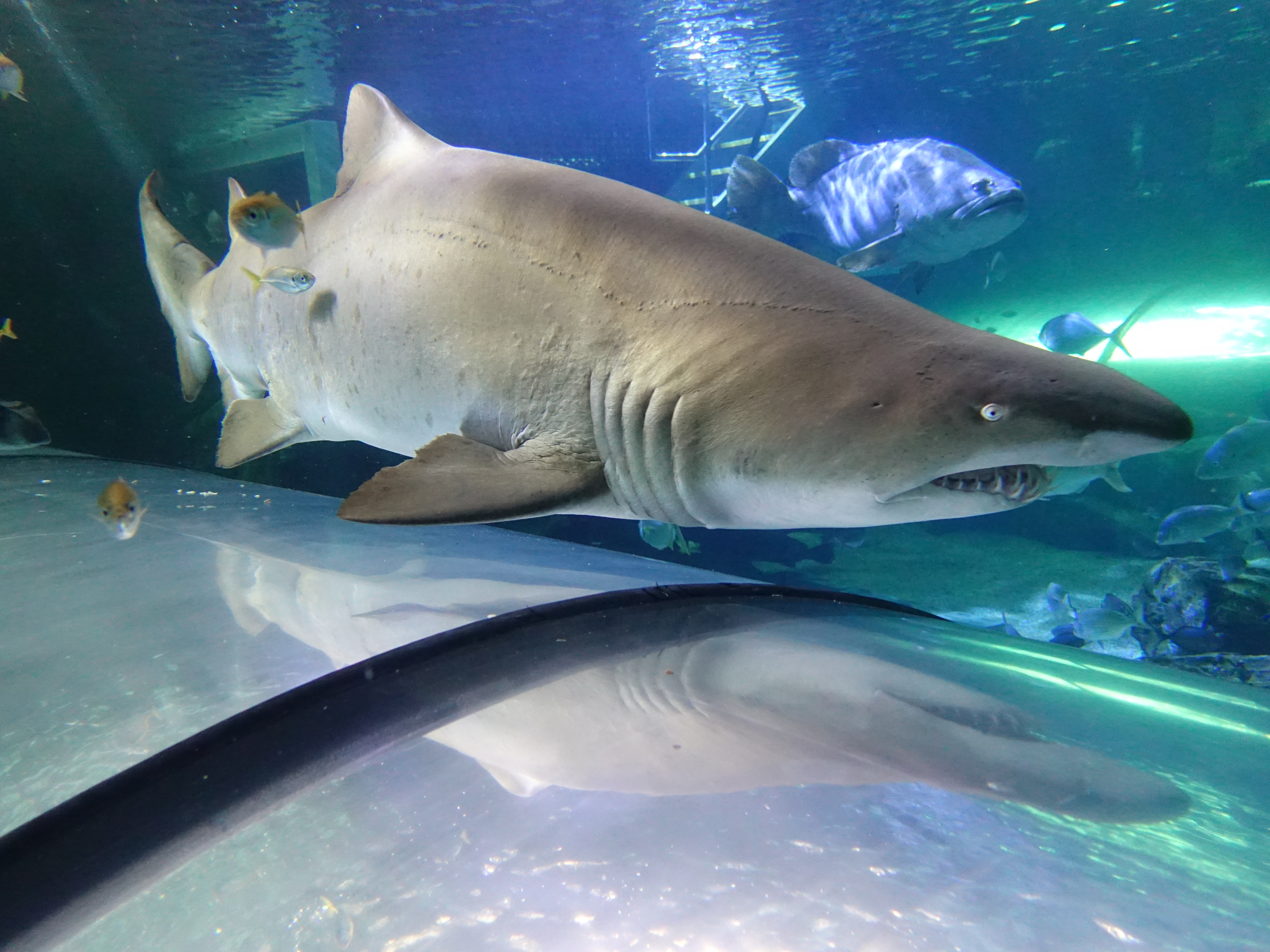 Grey Nurse Shark in SEA LIFE Sydney’s Aquarium Tunnel